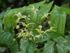 Epimedium wushanense