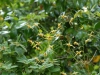 Epimedium wushanense 'Caramel'