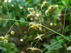 Epimedium wushanense 'Caramel'