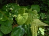 Epimedium wushanense OG.93019