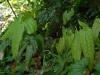 Epimedium wushanense OG.93020