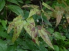 Epimedium x omeiense 'Pale Fire Sibling'