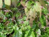 Epimedium x omeiense 'Stormcloud'