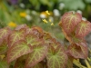 Epimedium x perralchicum 'Frohnleiten'