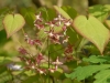 Epimedium x rubrum 'Sweetheart'