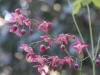 Epimedium x rubrum