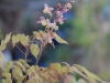 Epimedium x versicolor 'Cupreum' (bought as, but doesn't show much copper colouration)