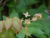 Epimedium x versicolor 'Cupreum'