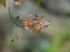 Epimedium x versicolor 'Discolor'