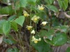 Epimedium x versicolor 'Sulphureum'
