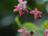 Epimedium x versicolor 'Versicolor'
