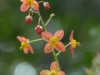 Epimedium x warleyense