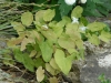 Epimedium x youngianum 'Niveum'
