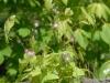 Epimedium x youngianum 'Roseum'