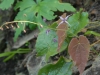 Epimedium zushanense