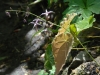 Epimedium zushanense
