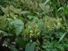 Epimedium franchettii - probably