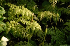 Ferns