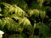 Adiantum venustum