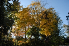 Garden Views