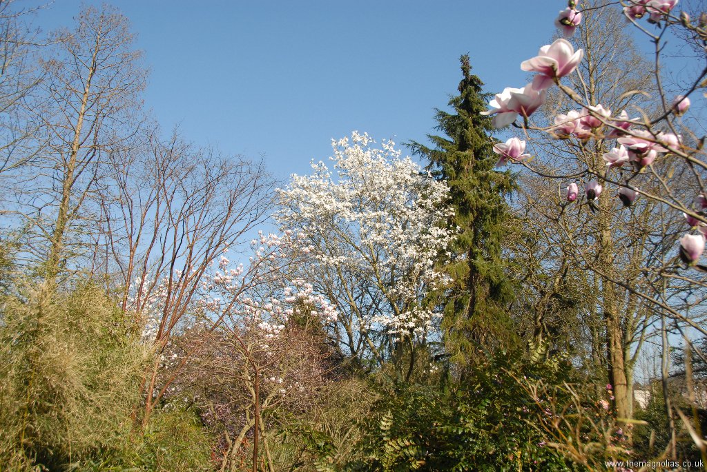 Magnolia salicifolia and Picea omorika