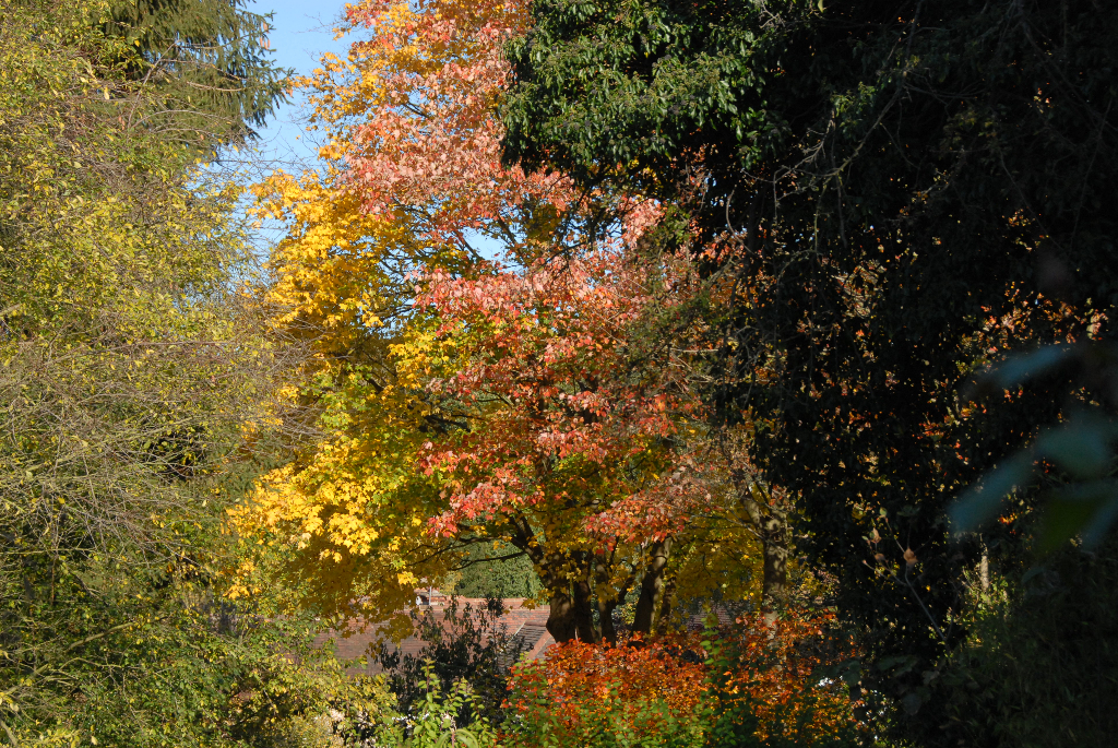 Maple Autumn Colour
