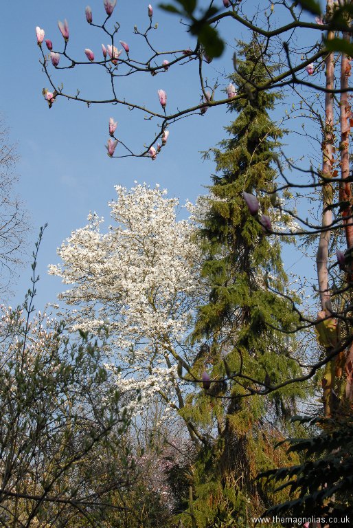 Picea omorika and Magnolia salicifolia