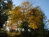 Acer cappadocicum 'Rubrum'