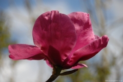Magnolias at The Magnolias