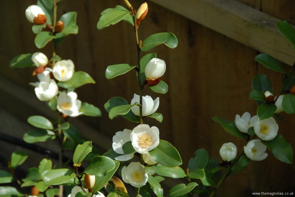 Magnolia (Michellia) 'Gayle's Favourite'