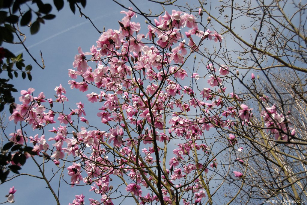 Magnolia sargentiana robusta 'Dark Form'