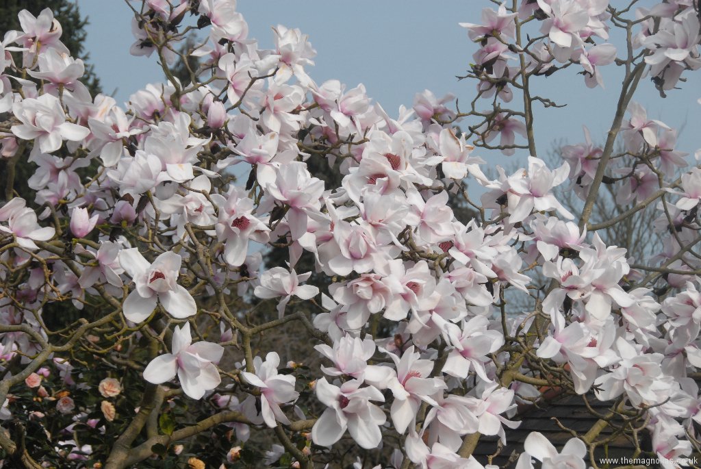 Magnolia sargentiana robusta 'Pale Form'
