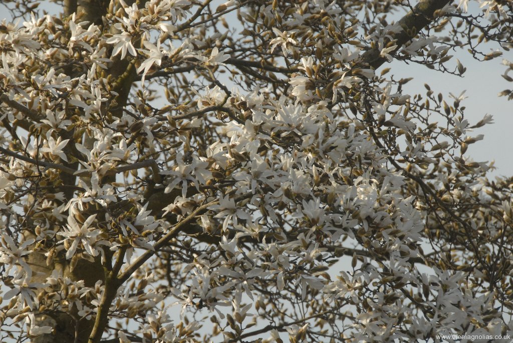 Magnolia x proctoriana close up