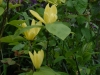 Magnolia 'Daphne'