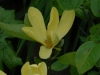 Magnolia 'Daphne'