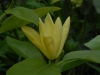 Magnolia 'Daphne'