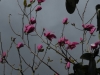 Magnolia 'Spectrum'