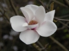 Magnolia \'Athene\'