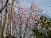Magnolia campbellii