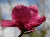 Magnolia 'Felix Jury'