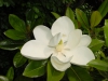 Magnolia grandiflora 'Exmouth'