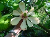 Magnolia hypoleuca