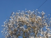 Magnolia kobus borealis