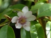 Magnolia (Michellia) 'Fairy Blush'