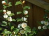 Magnolia (Michellia) 'Gayle's Favourite'