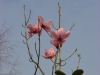 Magnolia mollicomata seedling first ever flowers