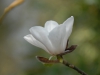 Magnolia \'Norman Gould\'
