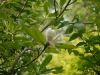 Magnolia oficianalis biloba
