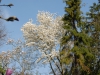 Magnolia salicifolia
