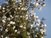 Magnolia salicifolia